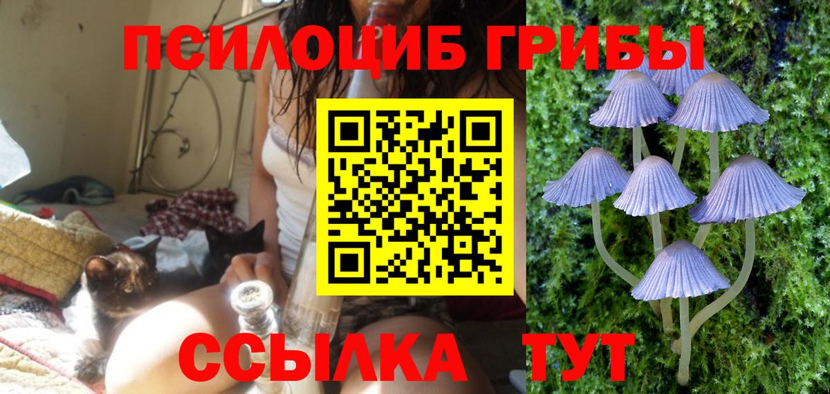 Галлюциногенные грибы Psilocybe Гай